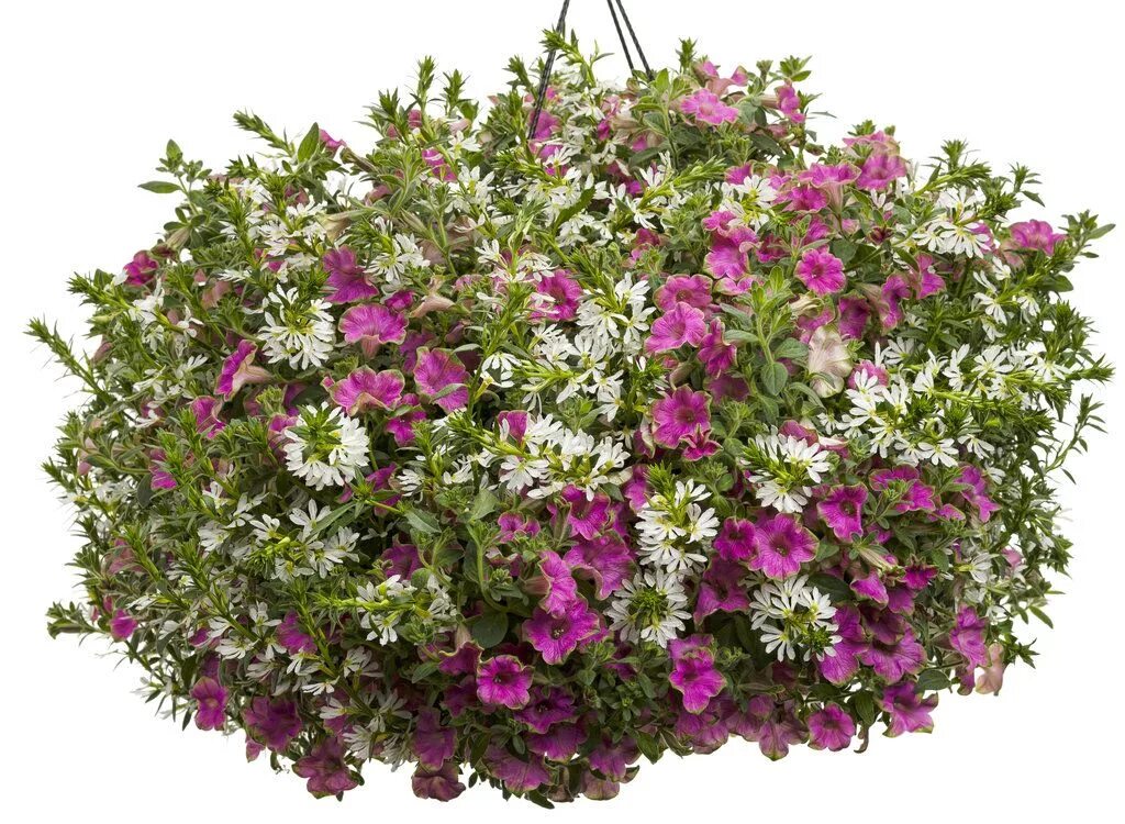 Сцевола вегетативная. Сцевола Scaevola Pink. Сцевола ампельная семена. Петуния крейзитуния Мунстрак. Интернет магазин семена сцеволы