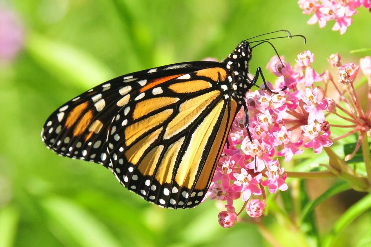 Fetching butterflies pixwox
