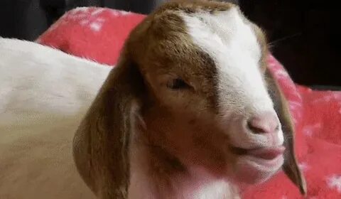 Throat goat перевод
