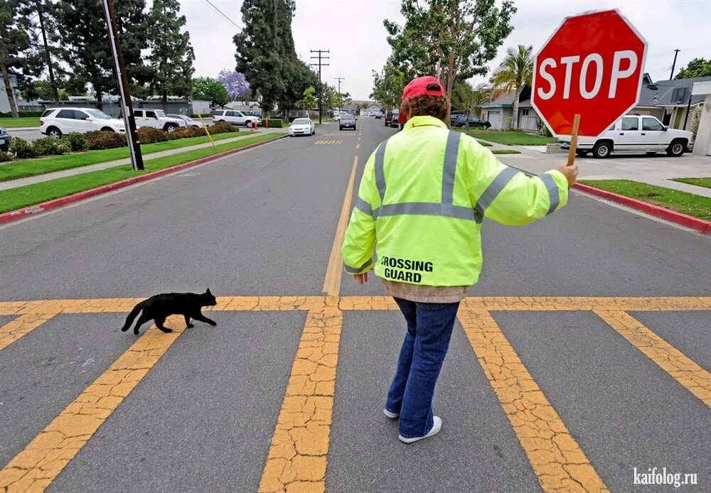 Котик идет по дороге. Одинокий кот. Вальяжный кот. Кот гуляет. Котенок на улице.