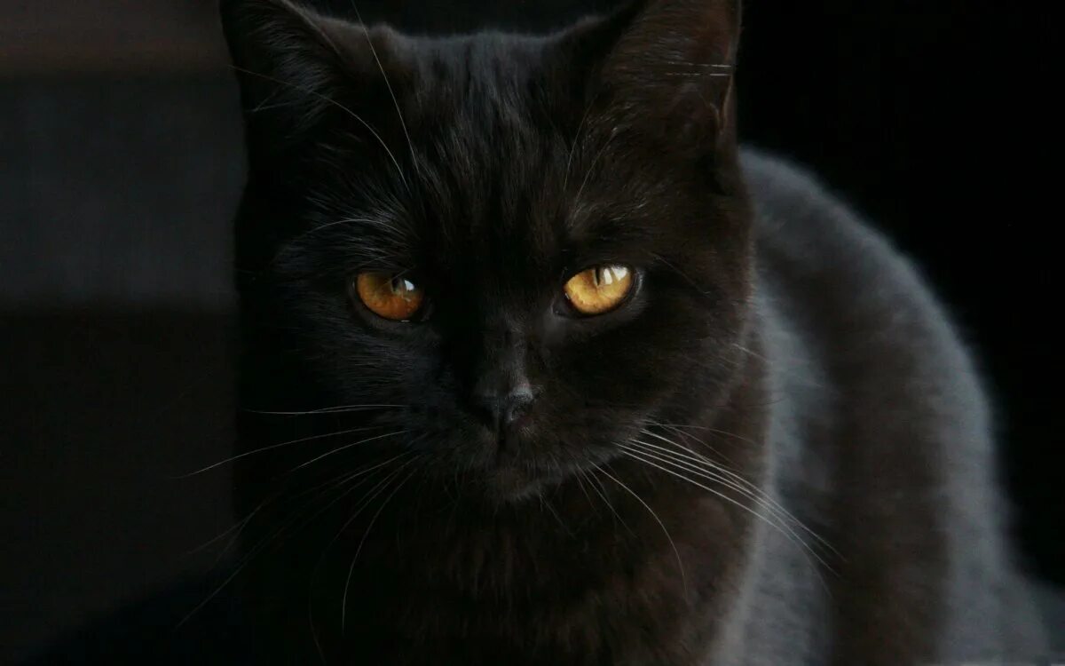Британская короткошёрстная кошка черная. Шоколадный и черный кот британские. Черный кот с коричневыми глазами. Чёрные коты с жёлтыми глазами. Черные кошки 10