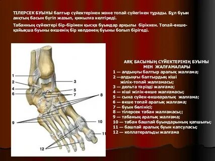 Шексіз экзотикалық порно