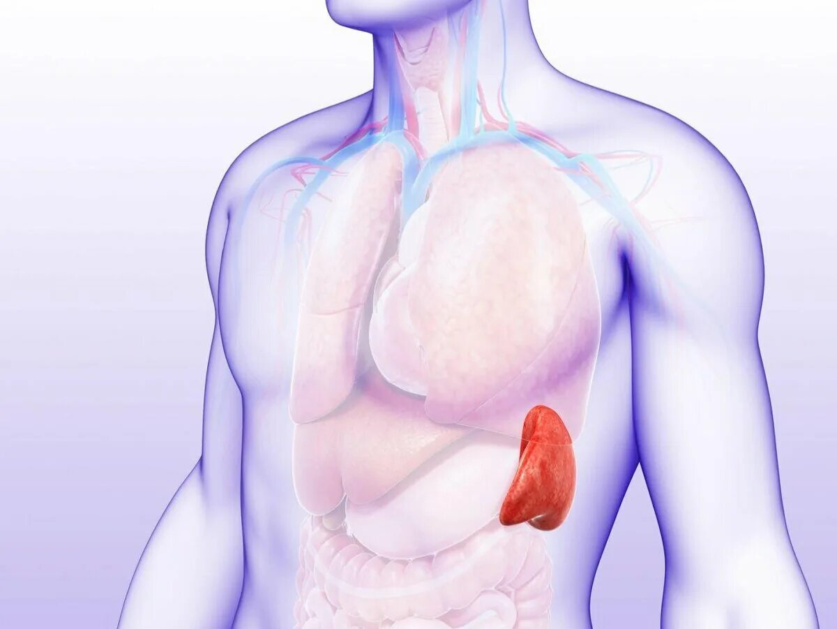 Селезенка это орган. Селезенка расположение в организме. Селезенка анатомия иммунная система. Spleen анатомия. Увеличение селезенки боли