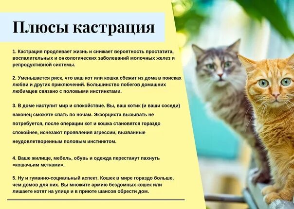 Жизнь стерилизованной кошки. Кастрация кота плюсы и минусы. Плюсы стерилизации и кастрации. Стерилизация кошки плюсы и минусы. Стерилизация кота плюсы и минусы.