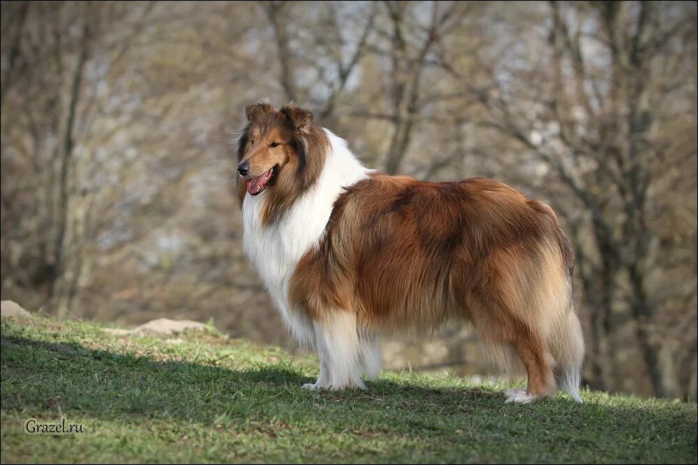 Колли длинношерстный мраморный. Имперская собака. Колли соболиный. Окрасы колли. Окрасы колли.