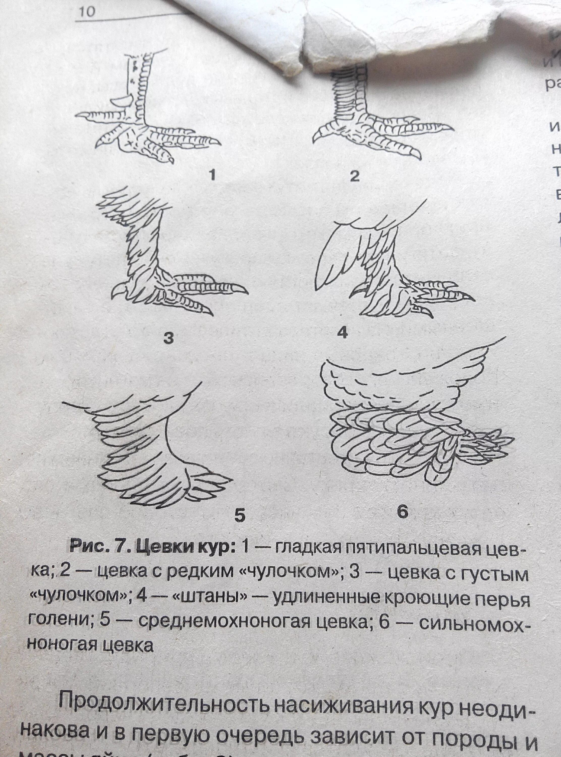 Цевка. Цевка у птиц это часть. Цевка часть конечности птицы. Цевка у птиц функция. Цевка у птиц результат приспособления к.