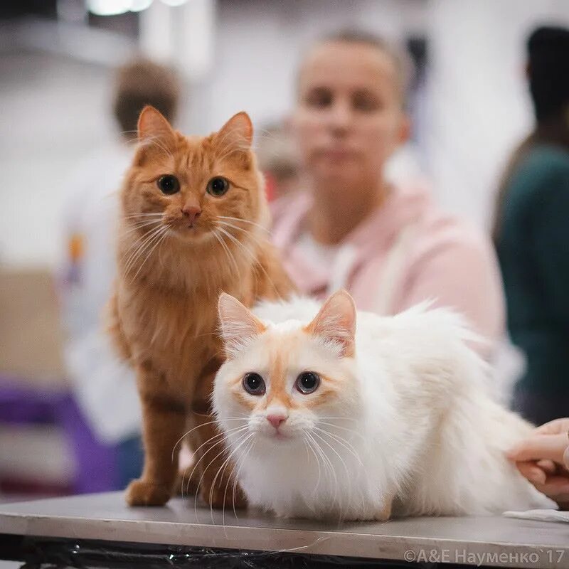 Купить кошку в москве. Выставка кошек и щенков. Котята на выставке кошек. Кошарики. Самые модные породы кошек 2020.