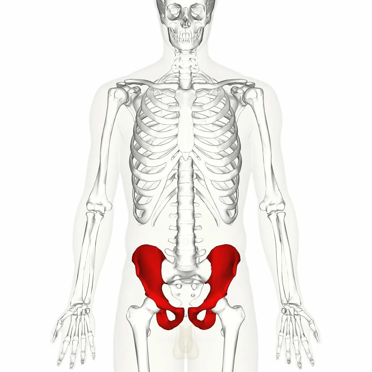 Седалищная кость на скелете. Hip joint rehabilitation. Hip replacement. Крестцово-подвздошный сустав анатомия. Таз человека.