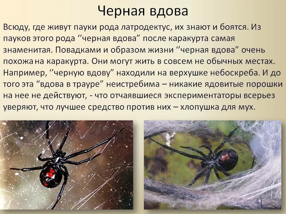 Паук сонник значение. Где живёт чёрная вдова паук. черная вдова паук место обитания. чёрная вдова паук ареал. паук каракурт обитает.