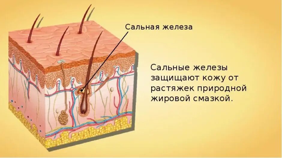 Функция железы кожи человека. Строение кожи человека сальная железа. Строение сальной железы анатомия. Потовые железы анатомия. Сальные железы и потовые железы находятся в.