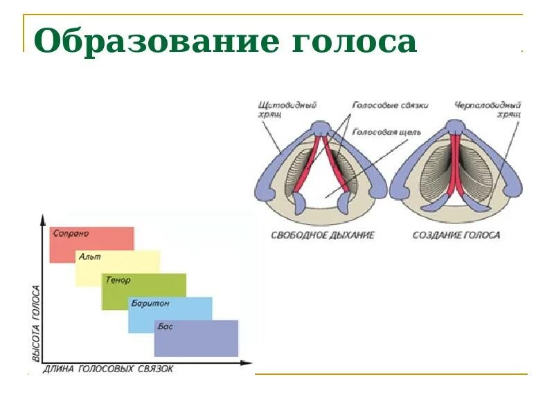 Процесс образования голоса. Голосовые связки у человека. Строение гортани, горла, голосовых связок. Голосовая связка гортани. Голосовые складки и связки.