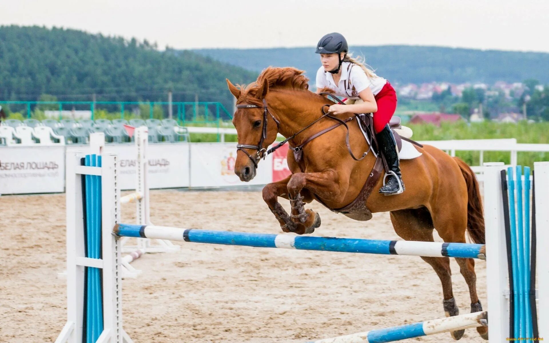 Horse sport. Спорт Хорс райдинг. Скачки на лошадях. Лошади спорт. Прыжки на лошади через барьер.