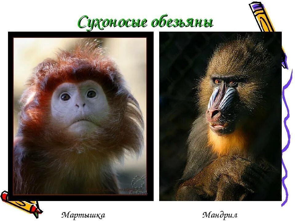 Лапа обезьяны. Серая обезьяна. Сухоносые приматы. Обезьяны маленькие породы. Макака сирапука.