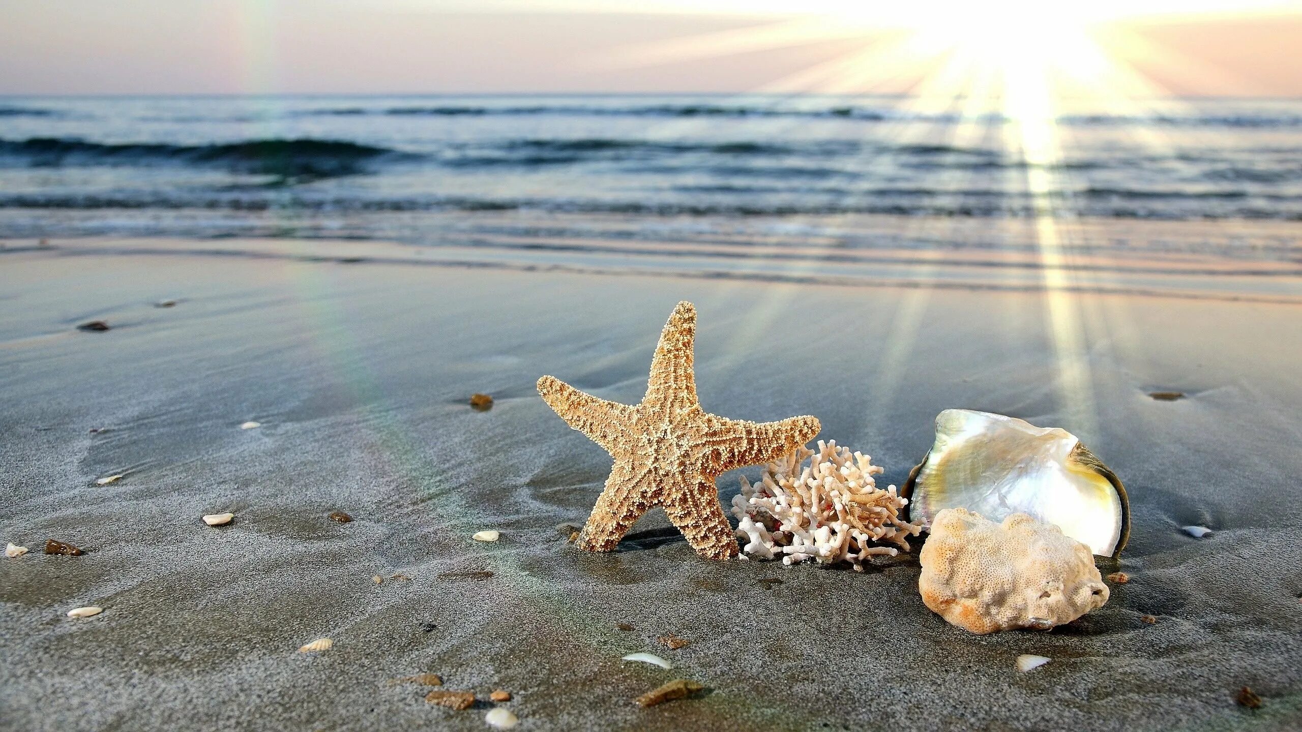 Море солнце. Море ракушки. Море солнце пляж. Морская звезда. Sea weekend