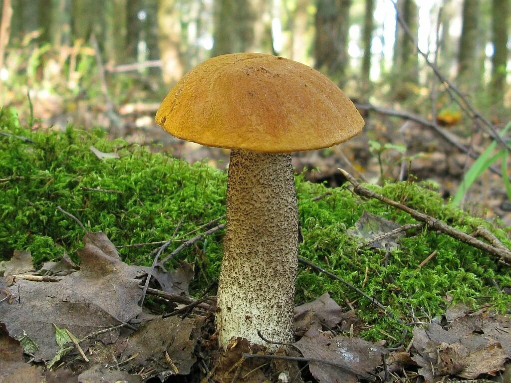 подосиновик трубчатый. шампиньон обыкновенный (agaricus campestris). чешуйчатка золотистая (pholiota aurivella). гриб 8 букв. гриб 8 букв.