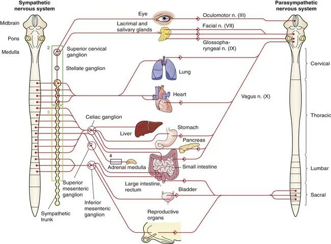 Sympathetic nervous System. Парасимпатическая нервная система гемопоэз. Симпатическая нервная система слюна. Диаграмма нервной системы