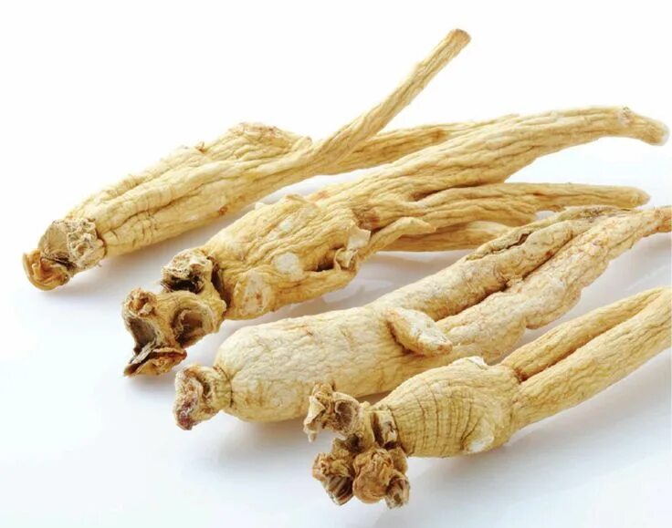 Корень женьшеня отзывы. Panax Ginseng. Женьшень Panax. Корень женьшеня. Корень женьшеня еда.