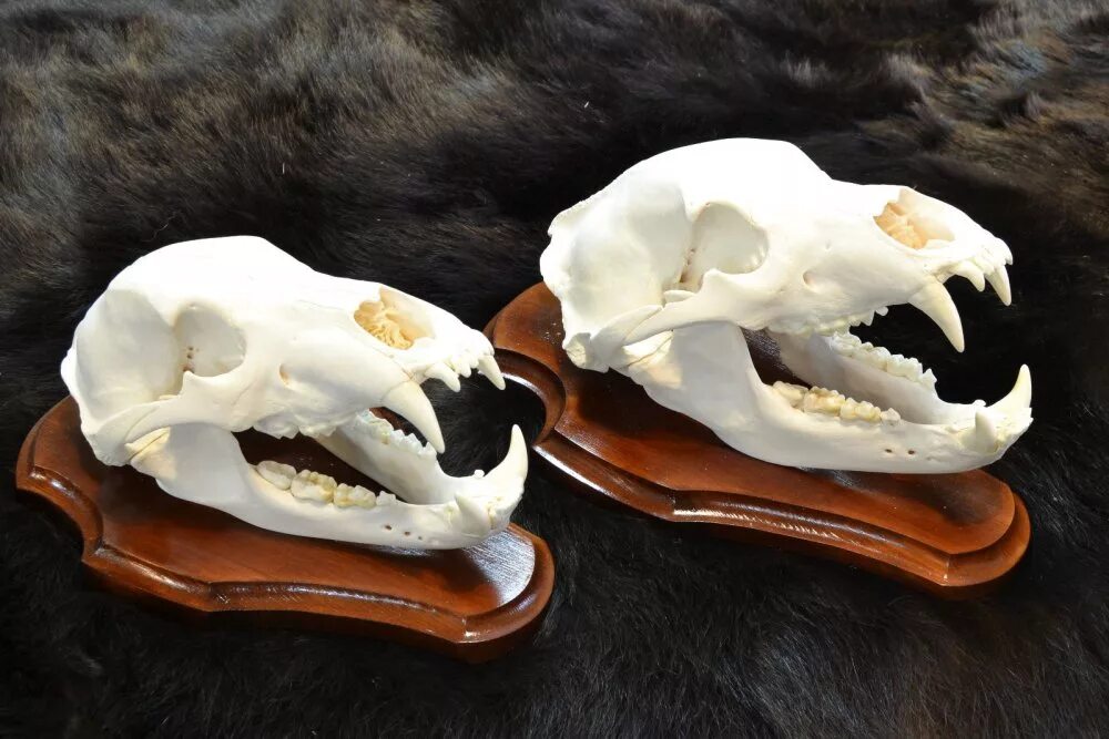 череп медведя фото