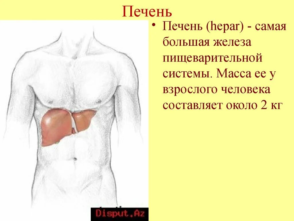 Печень рисунок. Масса печени взрослого человека составляет:.