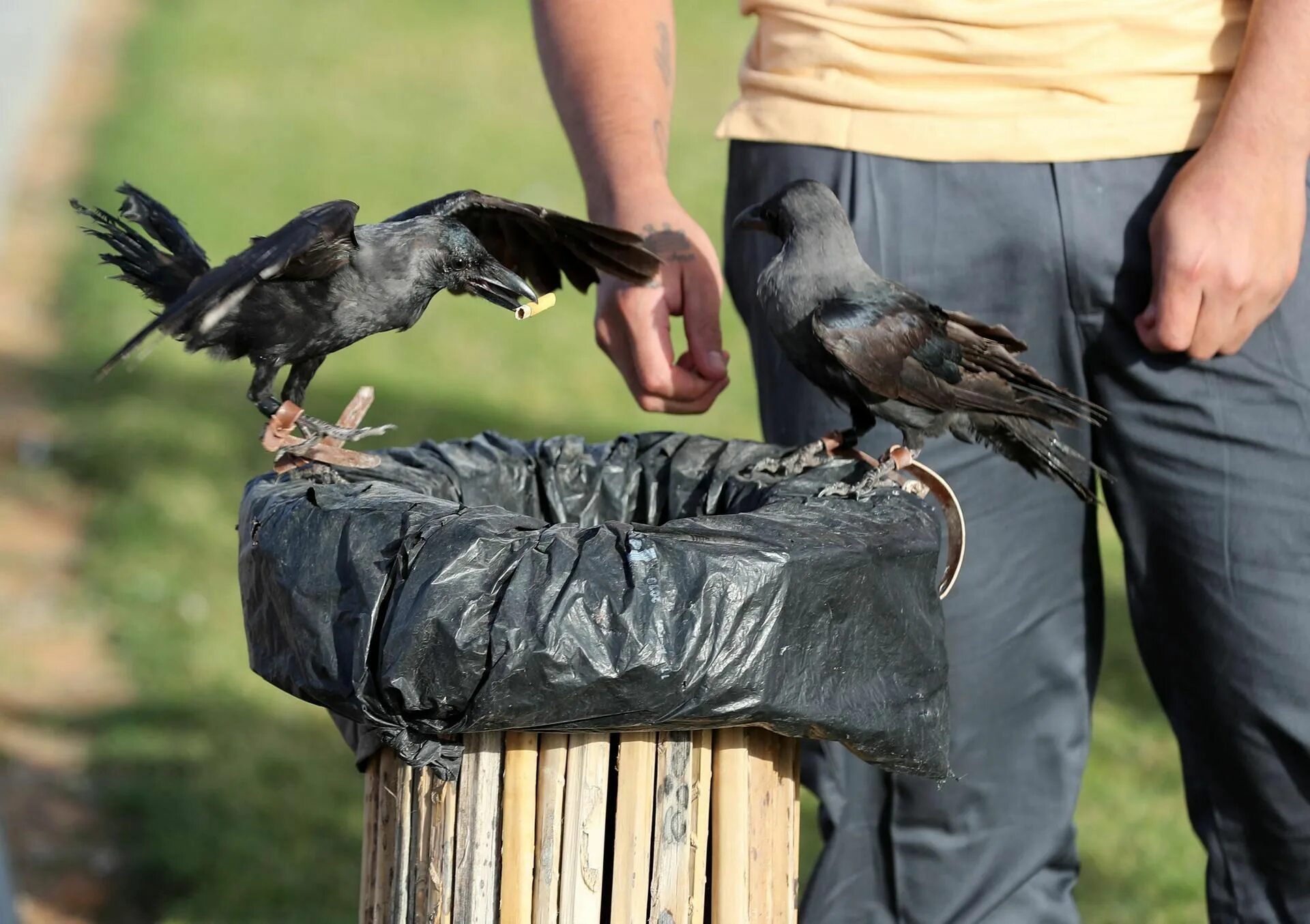 Шесть ворон на крышу село. Ворон способности. Чья у ворона рука. Crow training. Ворон обученный.