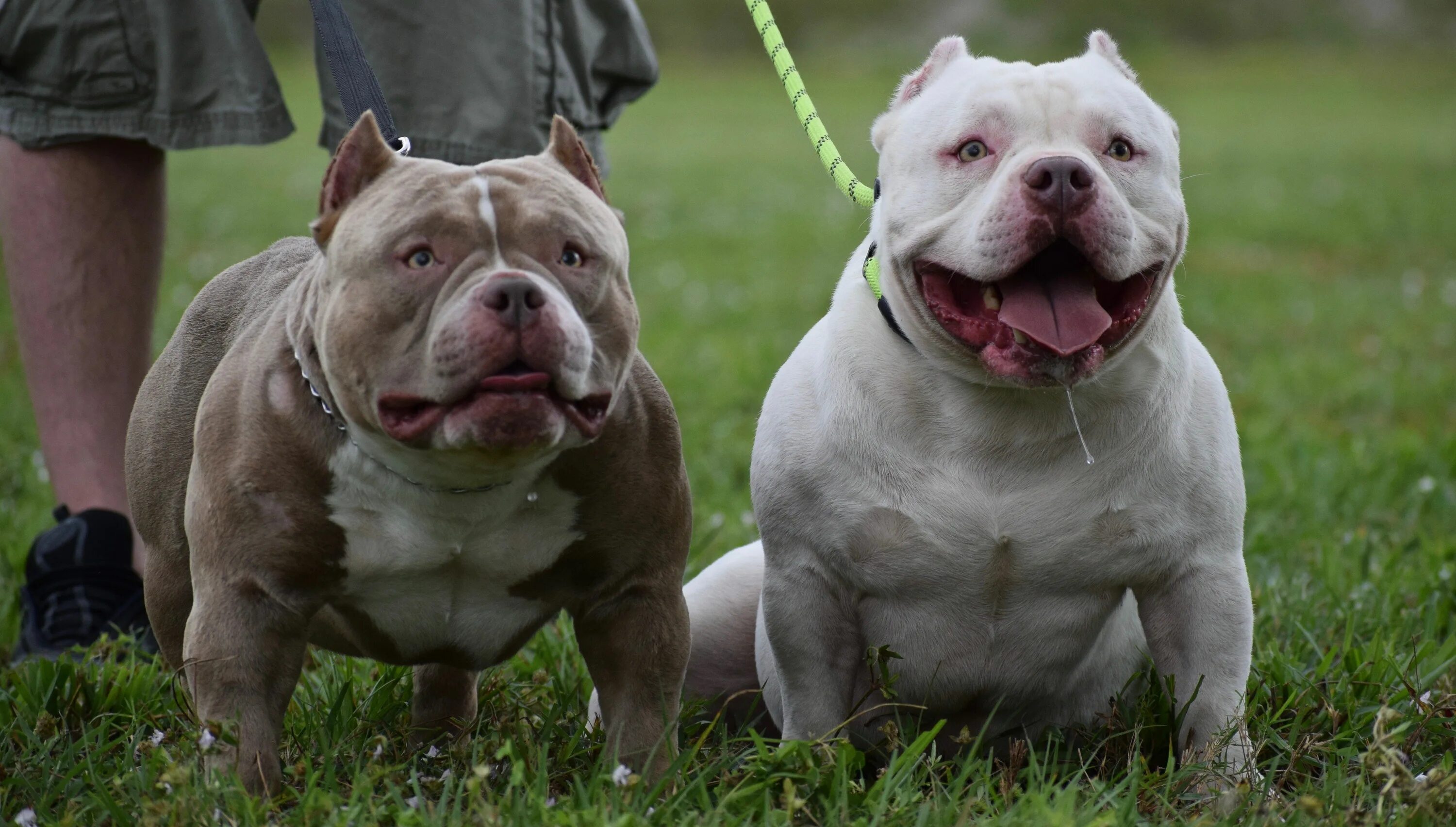 Американский булли. Порода собак булли. Американский бульдог булли. Були мули. Американский булли покет.