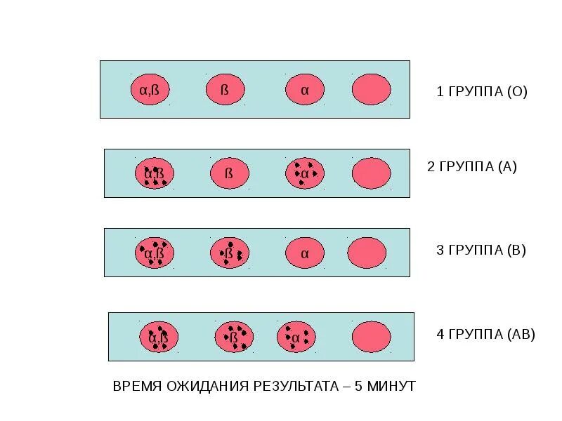 Определение группы крови целиклонами. Схема группы крови резус-фактор. Результат группы крови и резус фактора. Группы крови изображение. Группы крови и резус-фактор рисунок.