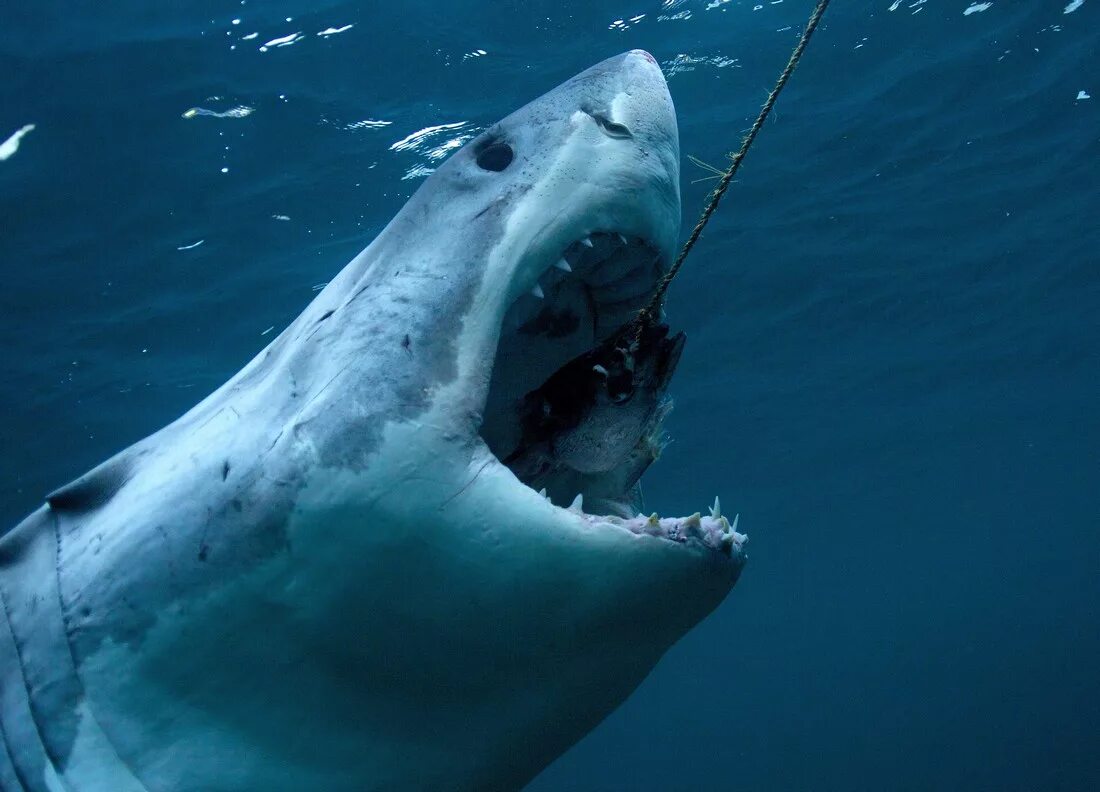 красное море акулы мегалодон. большая белая акула (great white shark). акулы считаем. акулы считаем. акулы и скаты.