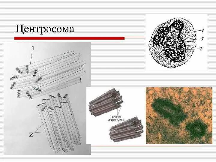 Клетка клеточный центр рисунок. Центросома строение и функции. Клеточный центр центросома рисунок. Центросома форма существования. Строение клетки центросома.