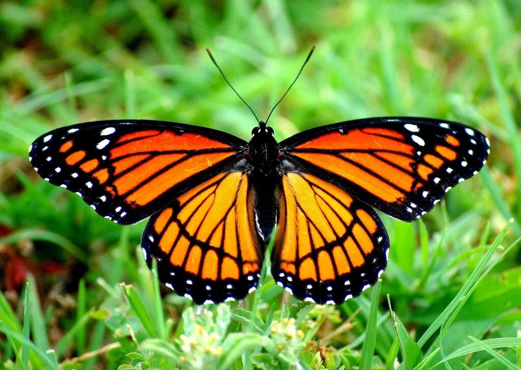 бабочка монарх. отряд чешуекрылые бабочки. большая синяя бабочка. бабочка данаида. бабочка главная.