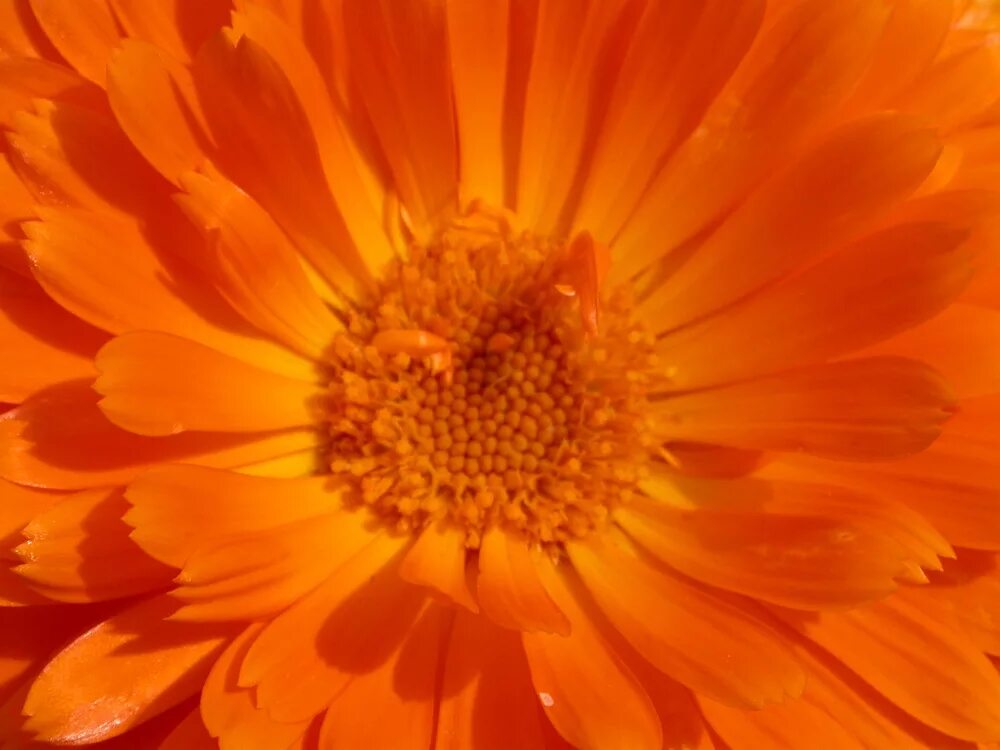 Ncs s 3020-y10r. Ncs 0585-y70r. Включи оранжевую какую. Померанец цвета оранж. Желто-оранжевый цвет.