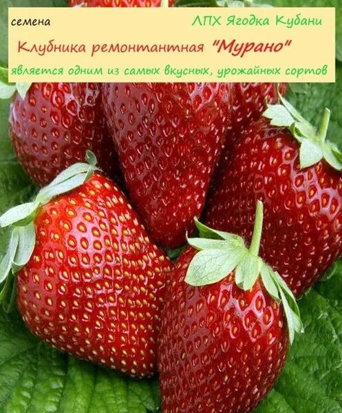 Клубника Делиз (Ремонтантный сорт) купить в питомнике саженцев ЛПХ Суражевский