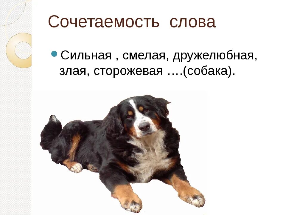 Лексическое значение собака. Сочетаемость слова собака. сочетаемость со словом собака. сочетаемость слова к слову собака. фразеологизм к слову собака.