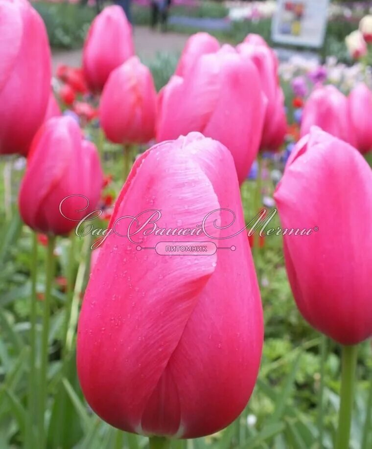 Is not a rose is a tulip. Тюльпан милкшейк. тюльпан триумф милкшейк. тюльпан milkshake. тюльпан roses.