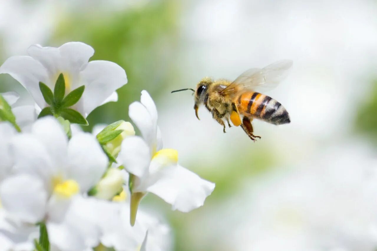 Bee fly. Пчела. Пчела на цветке. Пчелки на цветах. Пчелка на цветочке.