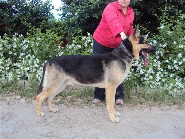 сколько живут европейские овчарки. сколько живут европейские овчарки. вео страж гефест. старотипная восточно-европейская овчарка. восточно-европейская овчарка.