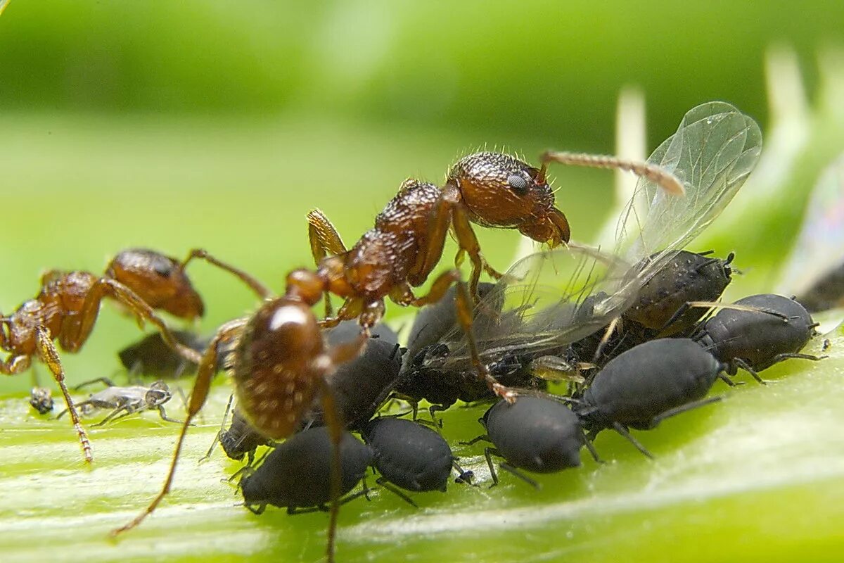 Рыжий муравей питание. Симбиоз мутуализм. Мутуализм муравьи. Муравьи и растения симбиоз. Насекомые симбионты муравьев.