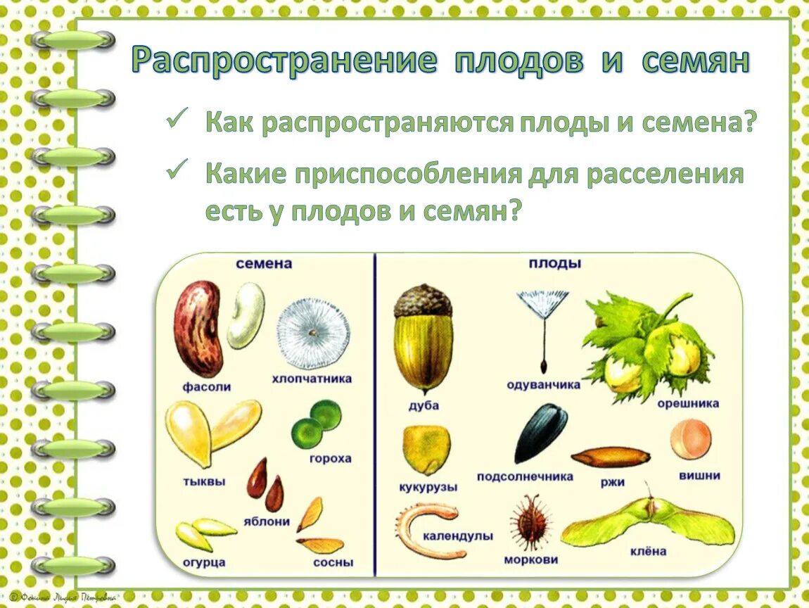 Основные группы плодов. Способы распространения плодов и семян. Способы распространения семян растений. Распространение семян 6 класс биология. Способы распространения плодов растений.