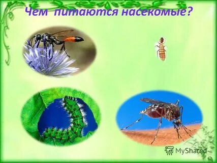 Чем питаются насекомые
