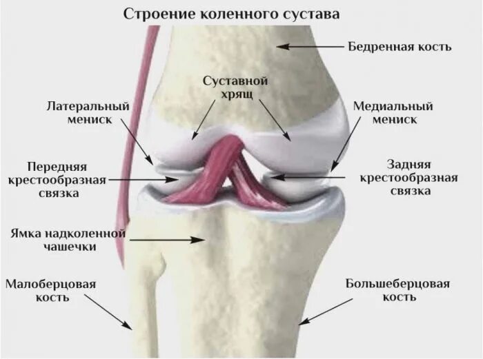 Связка называться. Схема строения коленного сустава. Коленный сустав строение анатомия. Левый коленный сустав строение. Связки коленного сустава анатомия.