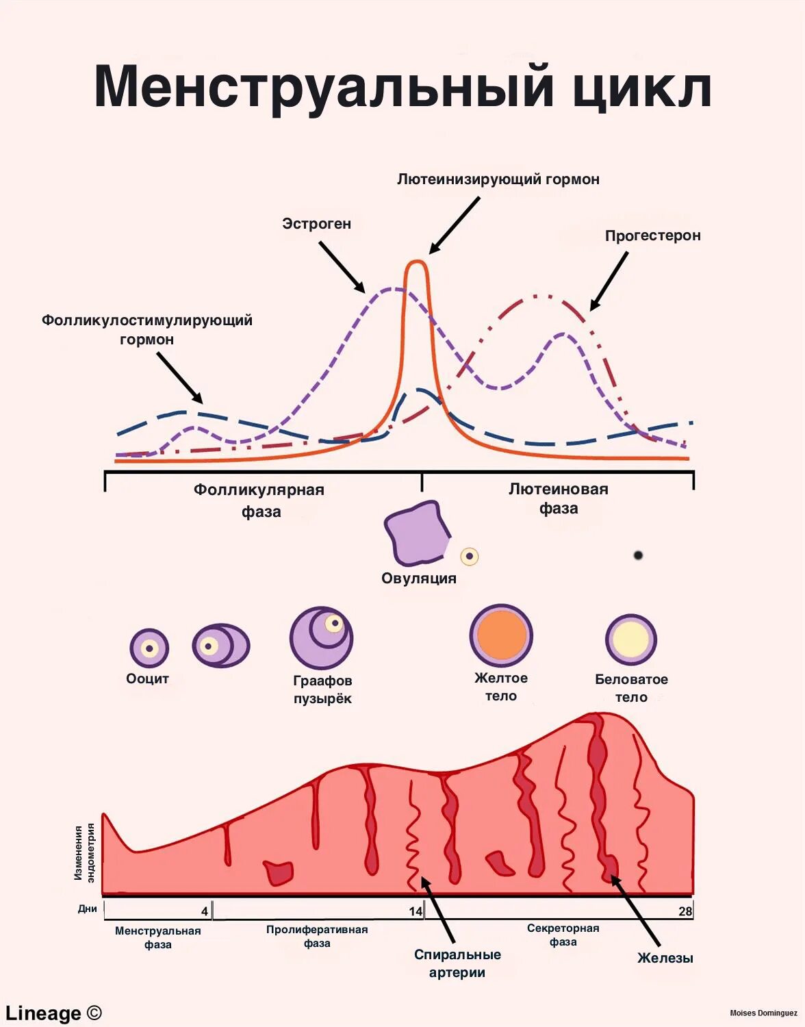 Регуляция овариально-менструационного цикла. Схема менструационного цикла. Менструальный цикл гормоны схема. Менструальный цикл рисунок. Второй цикл менструационного цикла