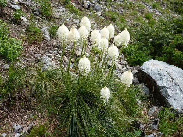 Медвежья трава. Акант моллис растение. Медвежья трава 5 букв. Медвежья трава. Медвежья трава 5 букв.