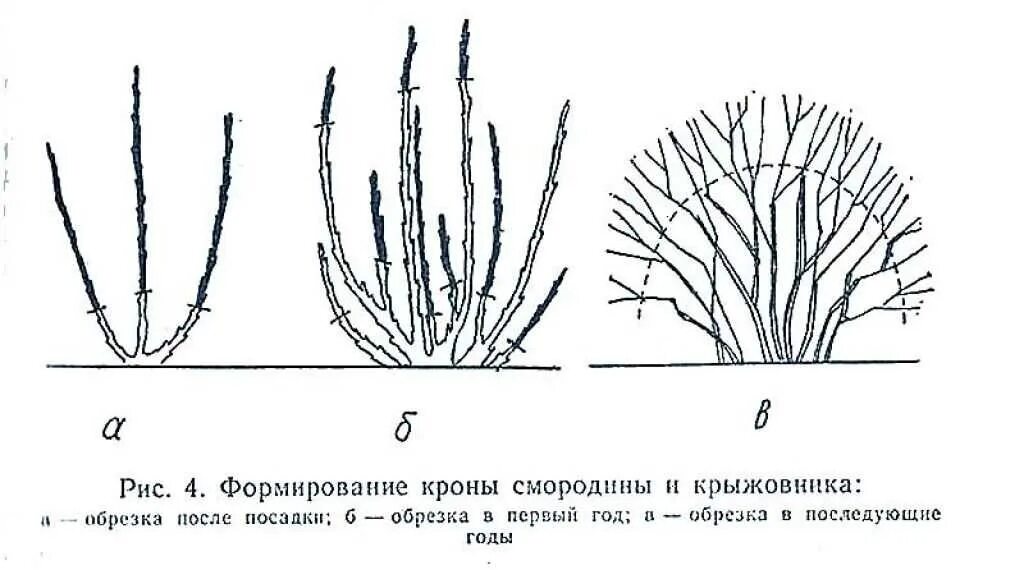 Как подрезать смородину весной. Обрезка смородины и крыжовника осенью. Схема обрезки крыжовника весной. Схема обрезки крыжовника осенью. Схема формировки крыжовника.