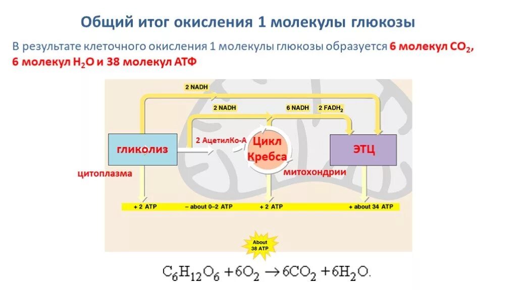 Биологическое окисление цикл Кребса. Гликолиз энергетического обмена схема. Окисление Глюкозы цикл Кребса. Гликолиз и цикл Кребса. 3 этап окисления глюкозы