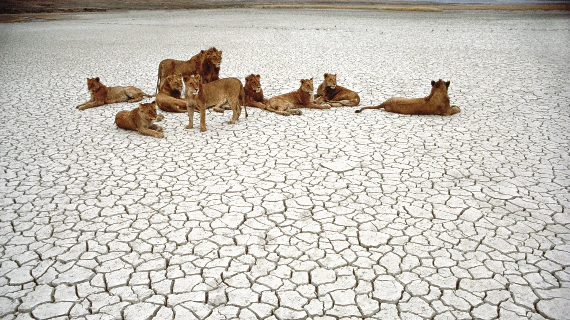 Засуха животные. Саванна Африки засуха. Звери на водопое. Животные на водопое в засуху.