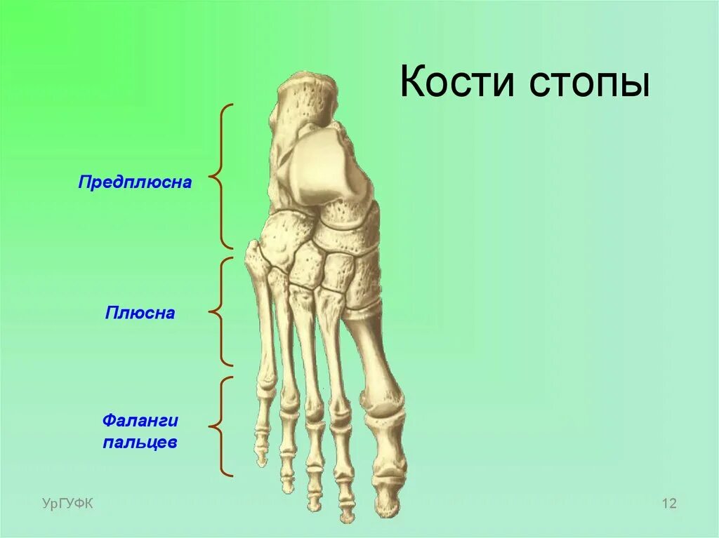 Кости стопы человека анатомия. Кости предплюсны стопы человека. Кости плюсны стопы строение. Кости предплюсны стопы анатомия. Самая крупная кость скелета