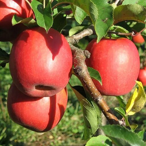 File:Pink Lady apples.JPG - Wikipedia