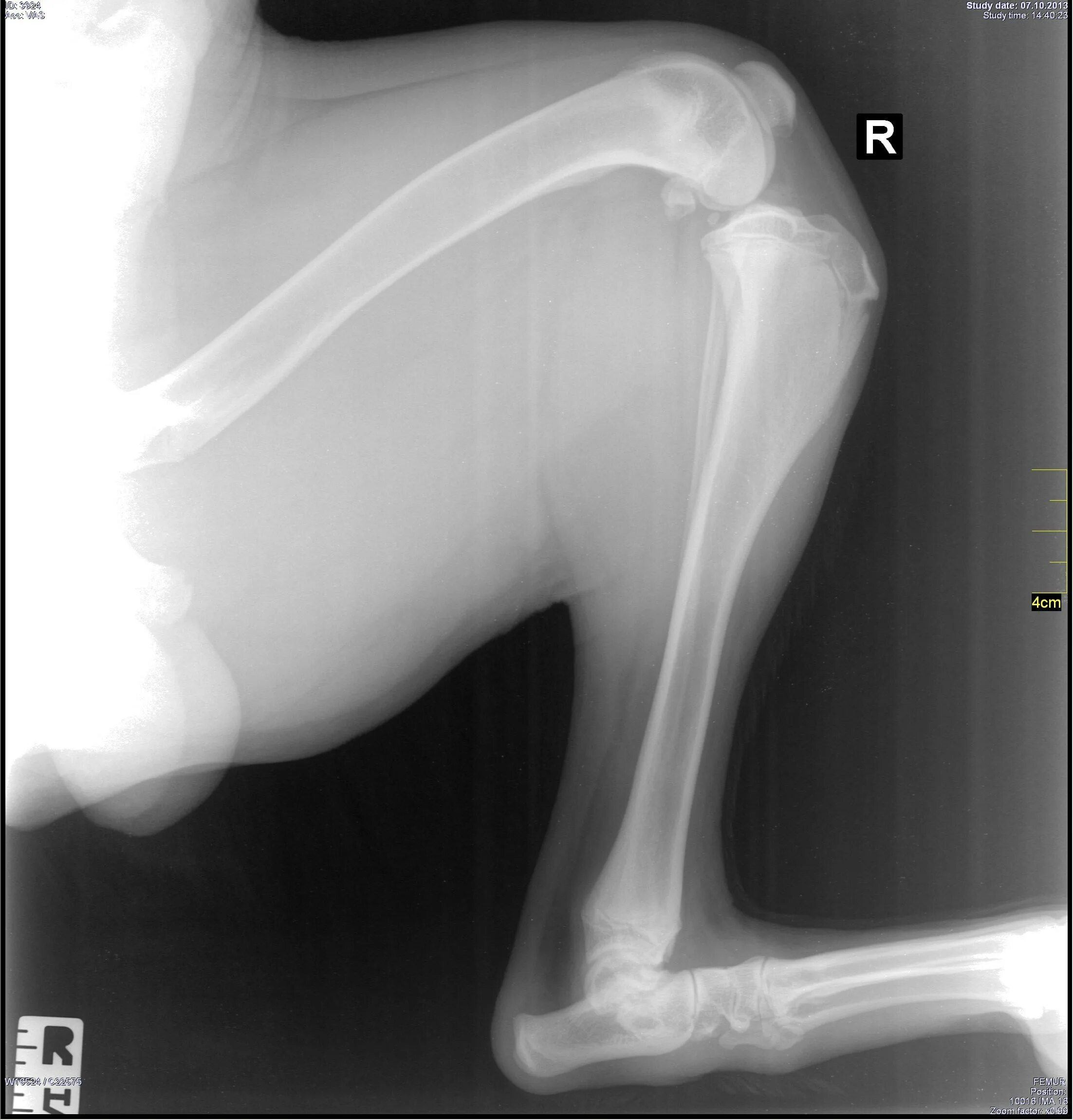 Суставы задней лапы собаки. Скакательный сустав у собак рентген. Артрит локтевого сустава у собак. Рентген коленного сустава собаки норма. Заплюсневый сустав собаки рентген.