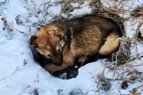 Сонник мертвая собака