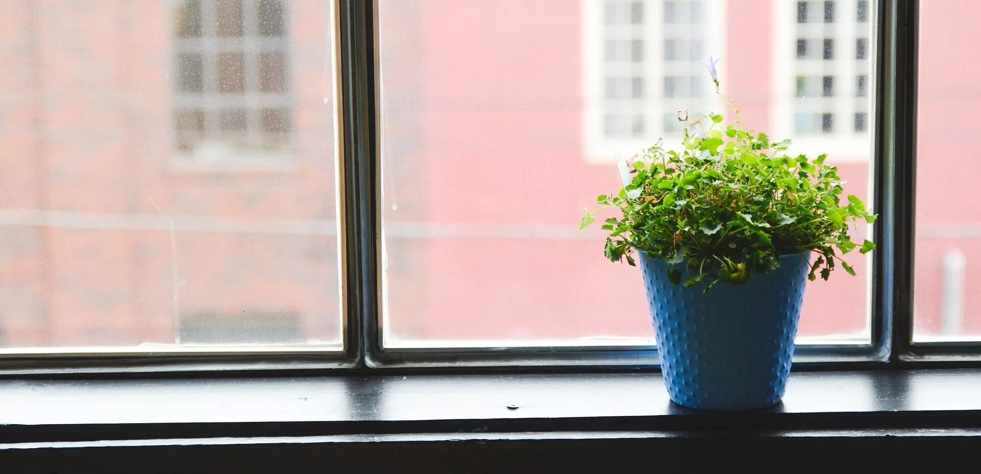 Цветок в бирюзовом горшке на подоконнике. Цветок в горшке на окне. Hi tech windowsill. Комнатные цветы на подоконнике. Windowsill перевод.