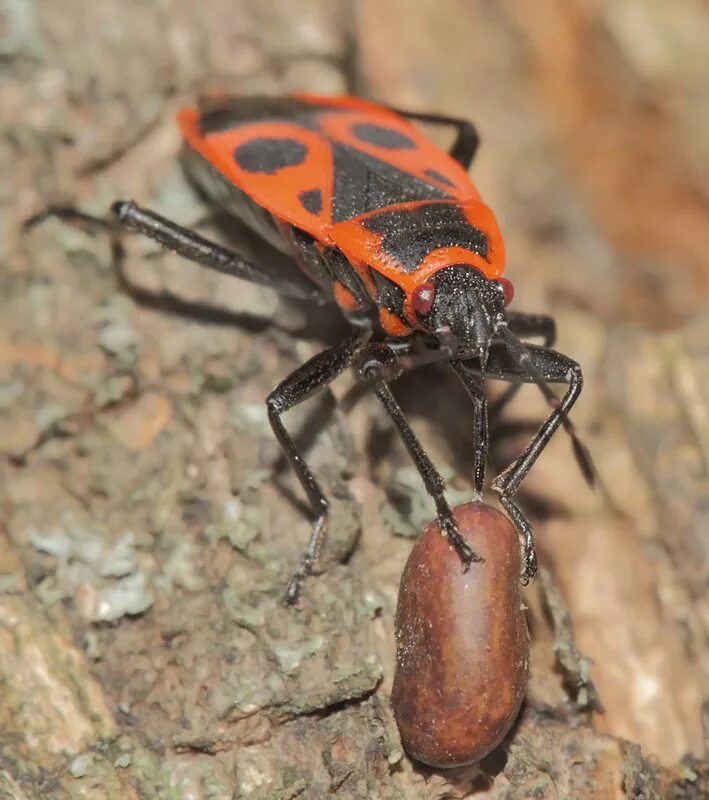 Насекомые солдатики фото. Клоп-солдатик – Pyrrhocoris apterus. Жук красноклоп. Жук клоп солдатик. Жук красноклоп солдатик.